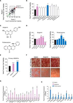 Apigenin and Rutaecarpine reduce the burden of cellular senescence in bone marrow stromal stem cells